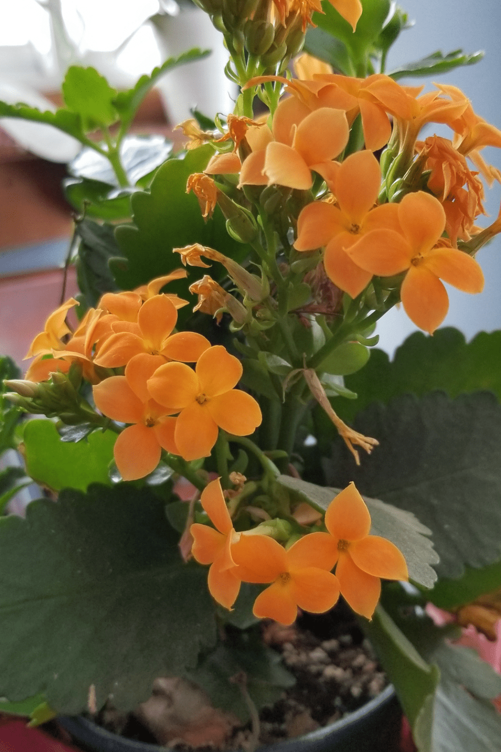 The Best Kalanchoe Care for Your Plants Blooming Anomaly