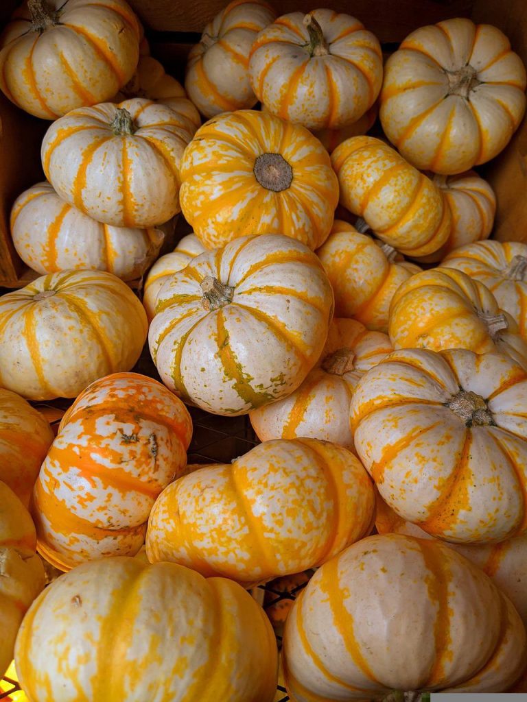 striped-mini-pumpkins