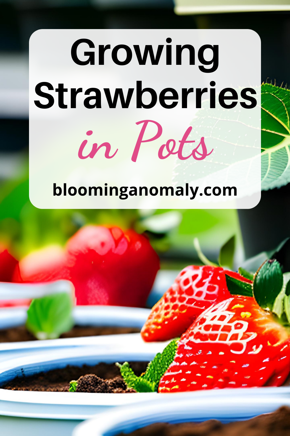 Genius Growing Strawberries in Pots Ideas Blooming Anomaly