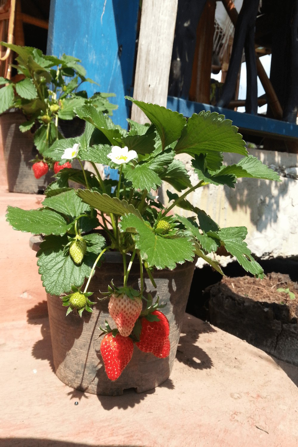 Genius Growing Strawberries in Pots Ideas Blooming Anomaly