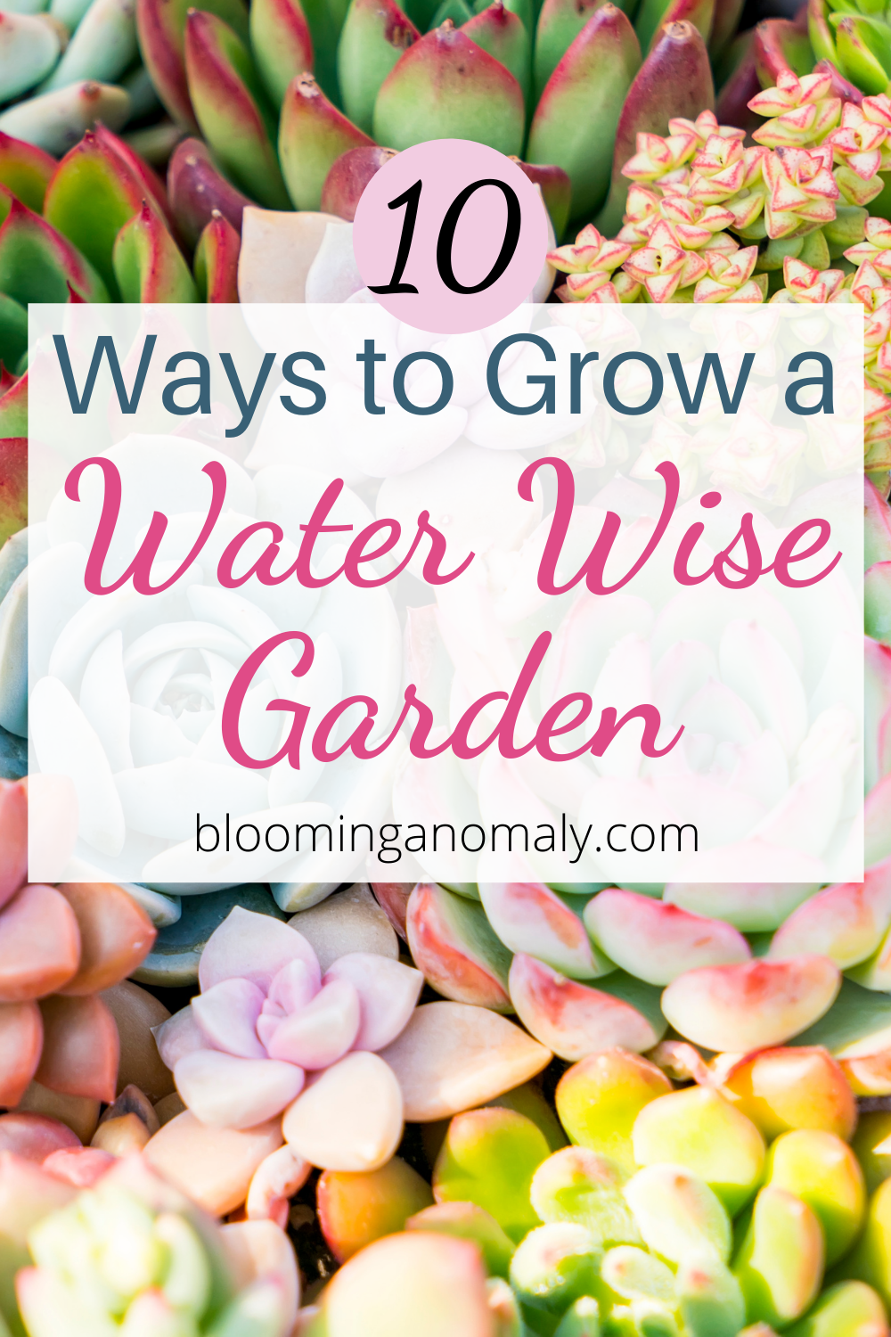10 Ways to Grow a Water Wise Garden Blooming Anomaly