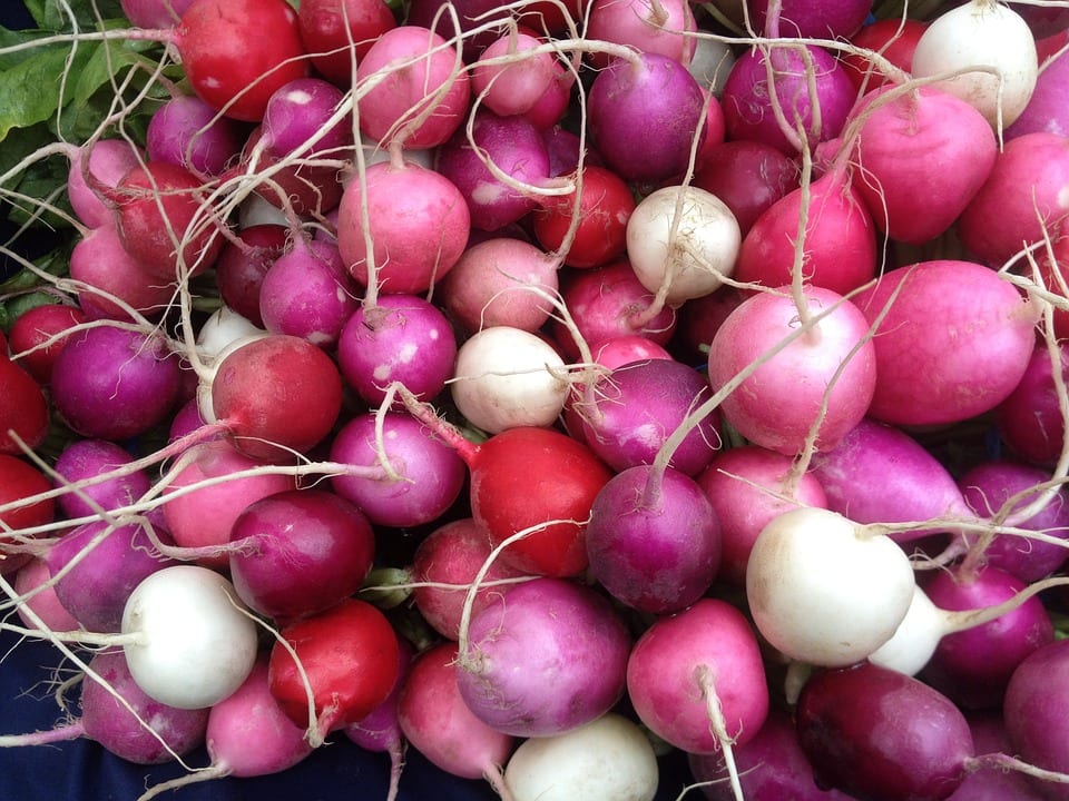 bunch-of-radishes