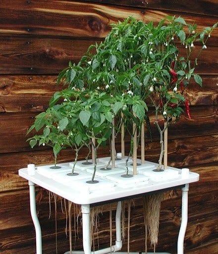 Canadian Wholesale Hydroponics Encourage You to Grow Your Own Plants
