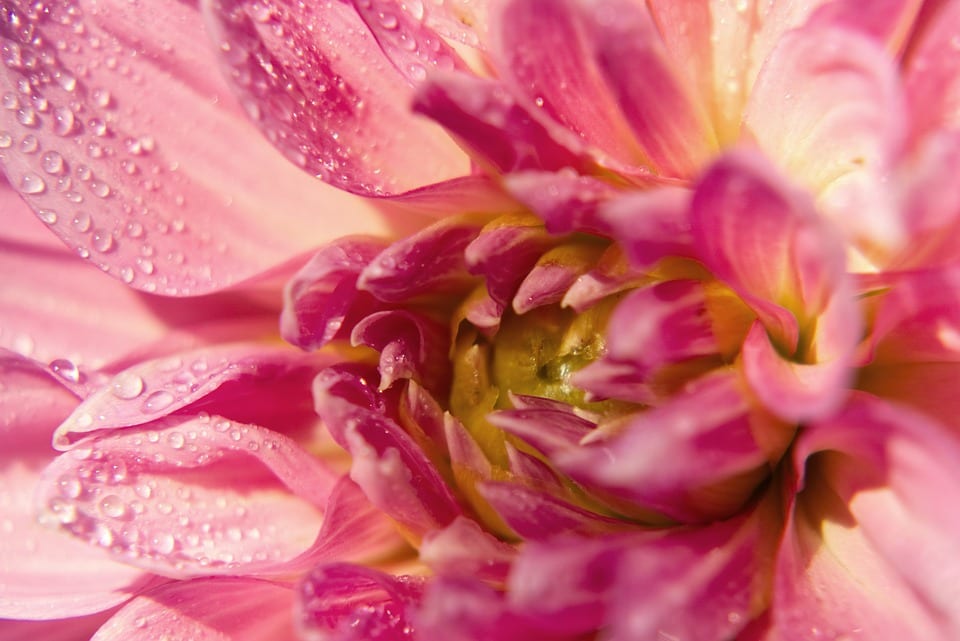 pink-dahlia