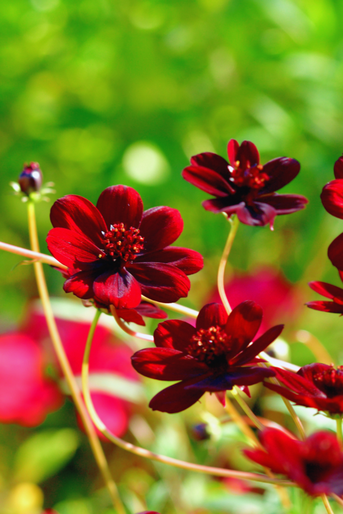 chocolate cosmos flowers
