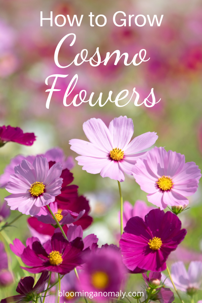 how to grow cosmo flowers