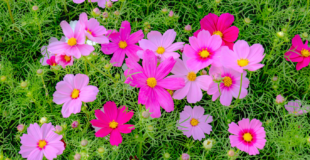pink cosmo flowers garden