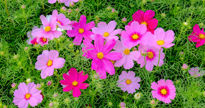 pink cosmo flowers garden