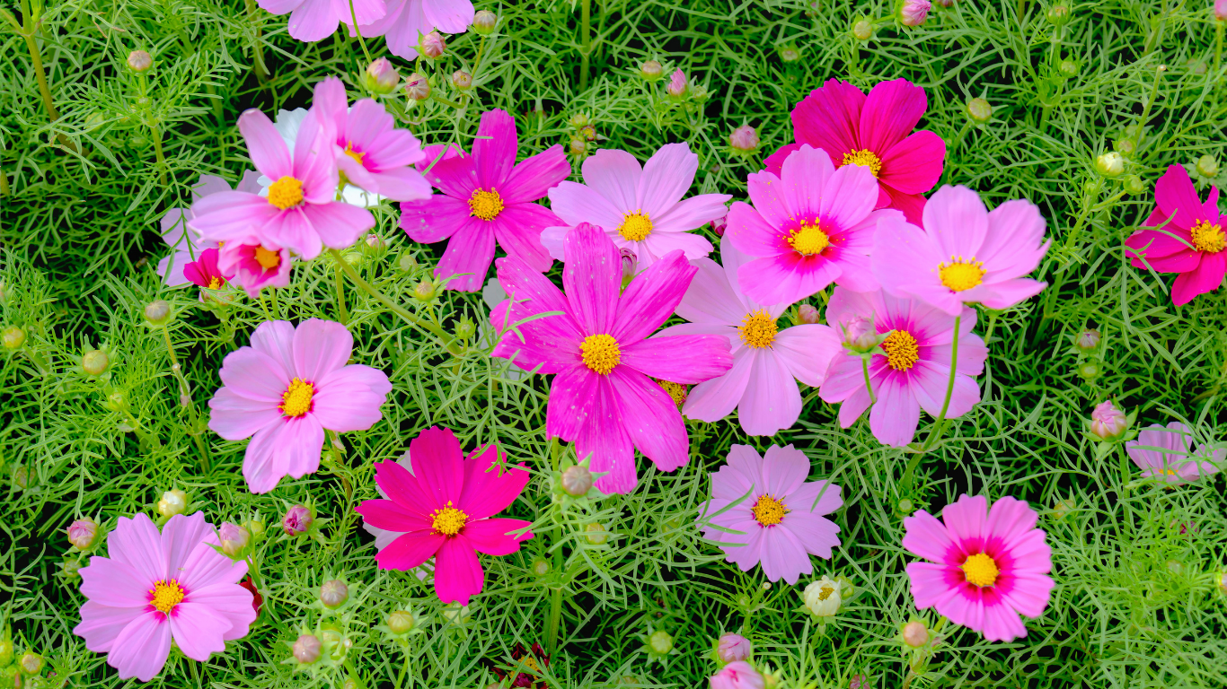 pink cosmo flowers garden