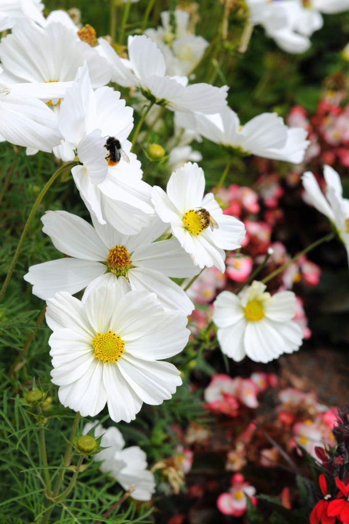 white cosmos flowers
