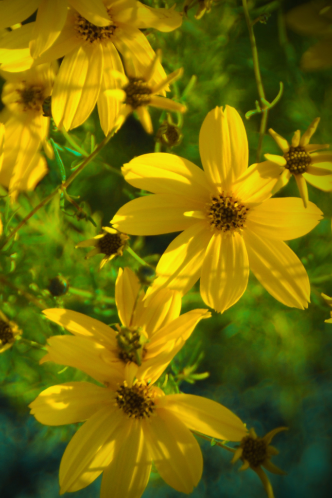 yellow cosmo flowers