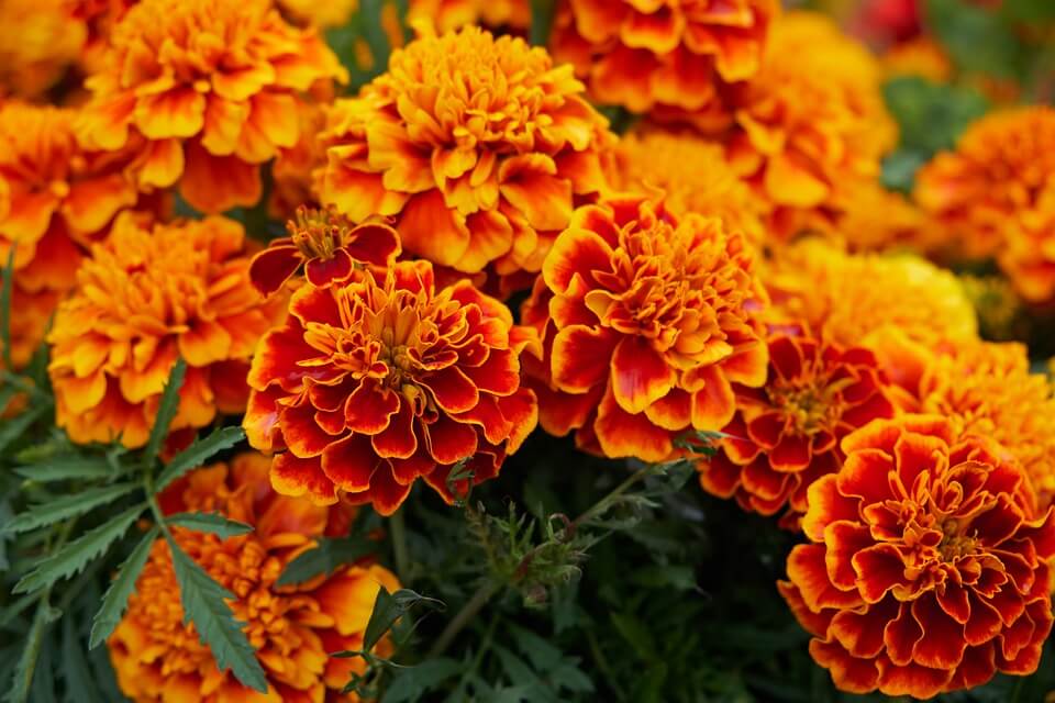 The 10 Best Flowers for Vegetable Gardens Blooming Anomaly