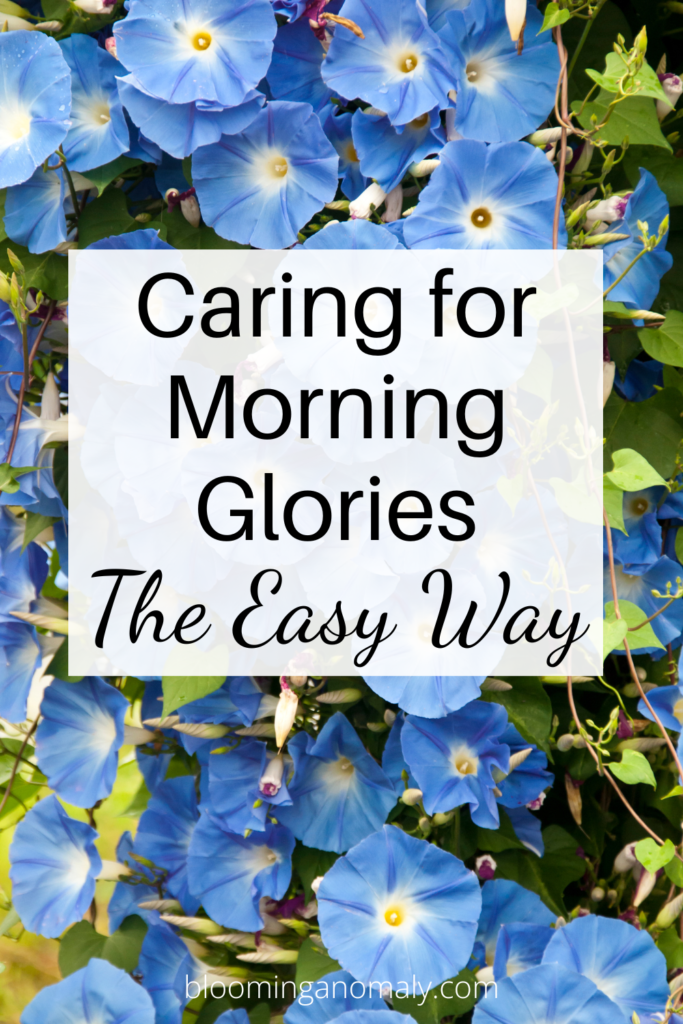 Caring for Morning Glories the Easy Way