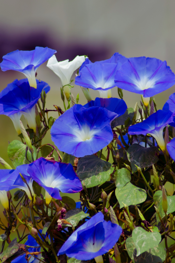 blue morning glories