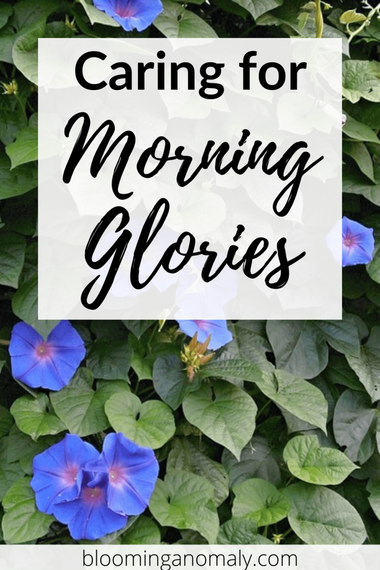 Caring For Morning Glories The Easy Way Blooming Anomaly Caring For Morning Glories The Easy Way Blooming Anomaly