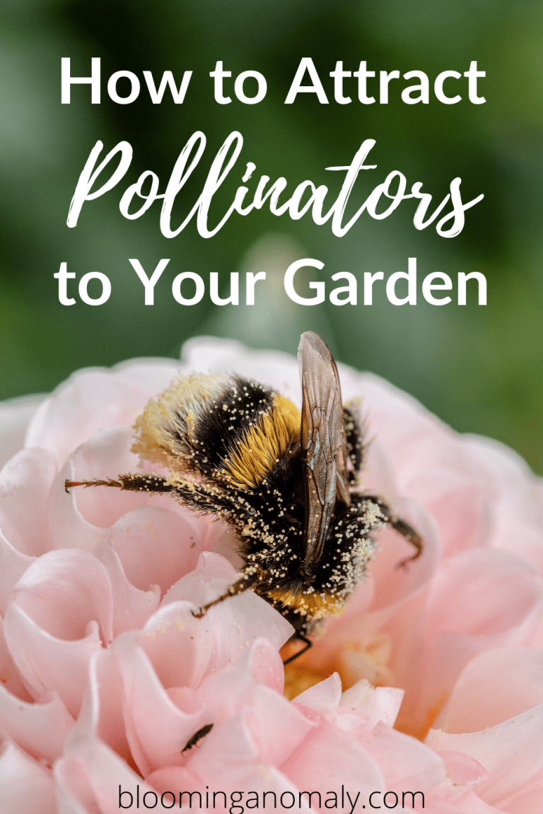 How to Attract Pollinators to Your Garden Blooming Anomaly