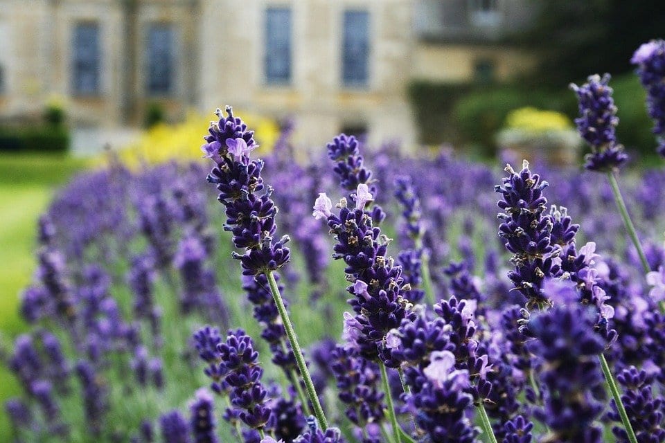 The Best Lavender Companion Plants Blooming Anomaly