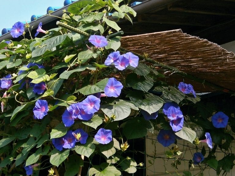 Caring for Morning Glories the Easy Way Blooming Anomaly