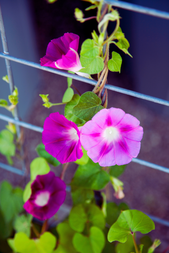 pink morning glories