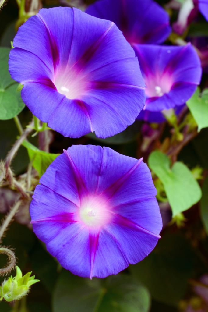 purple morning glories