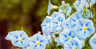 striped blue morning glories