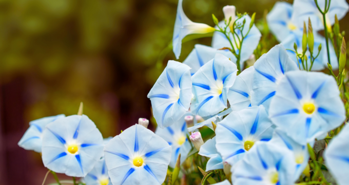 striped blue morning glories