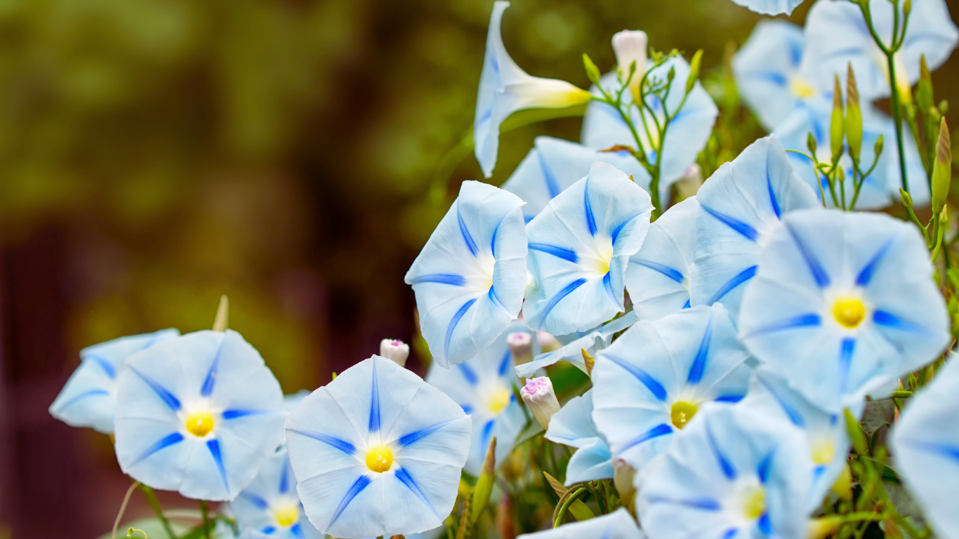 striped blue morning glories