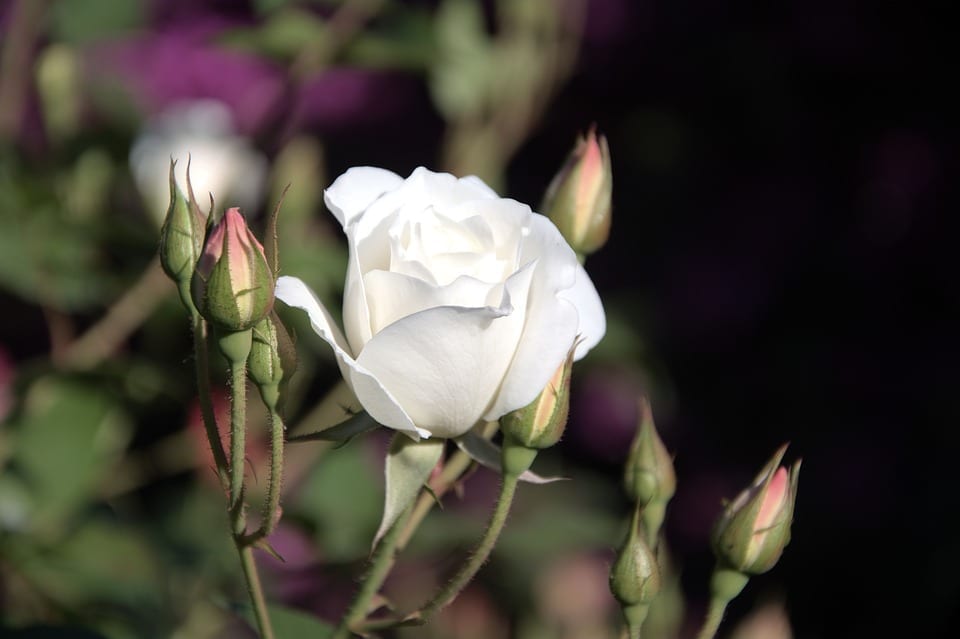 white iceberg rosebud