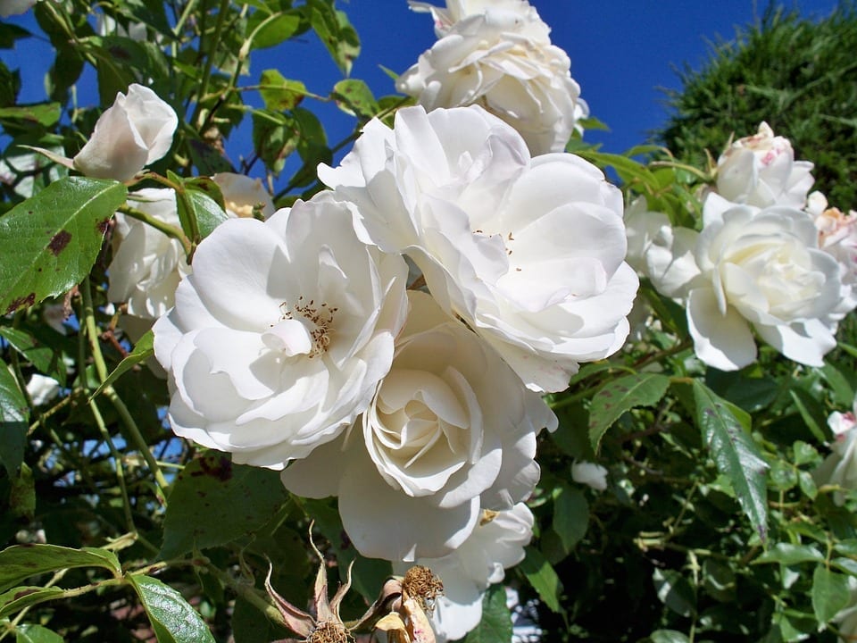 original iceberg roses