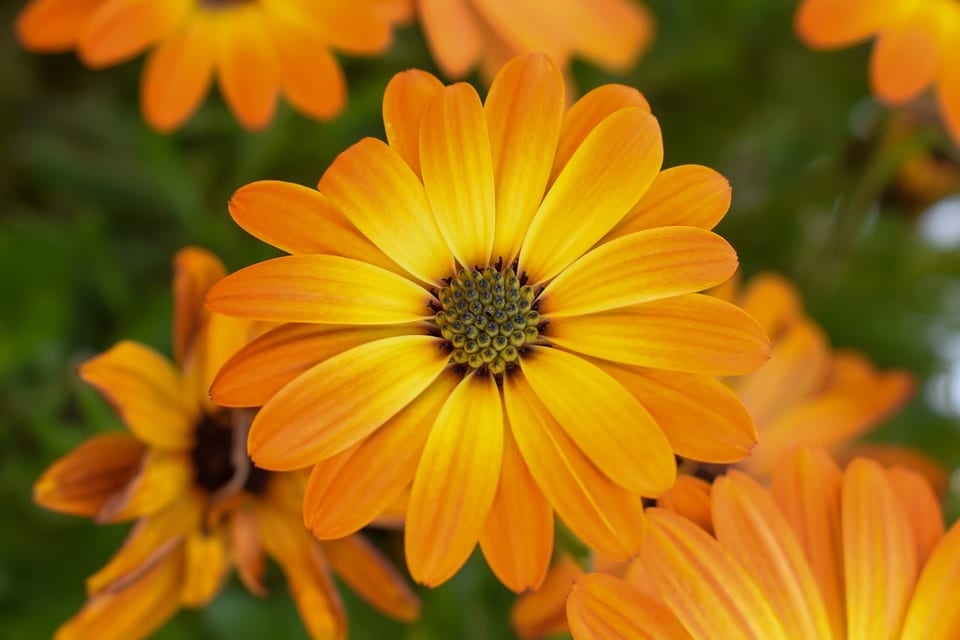 yellow-orange-calendula-flowers
