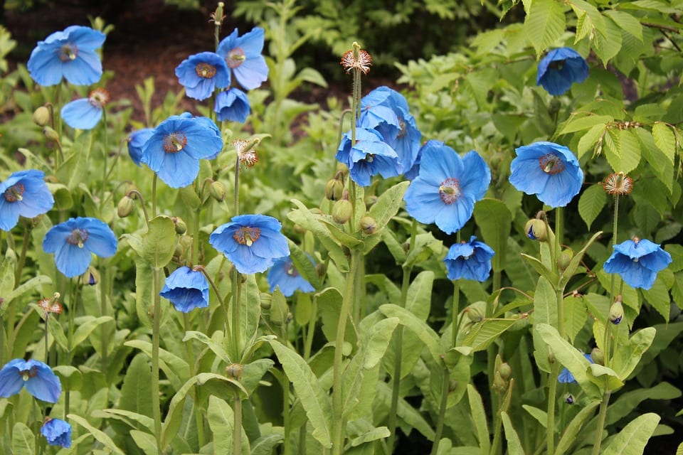 Himalayan Poppies