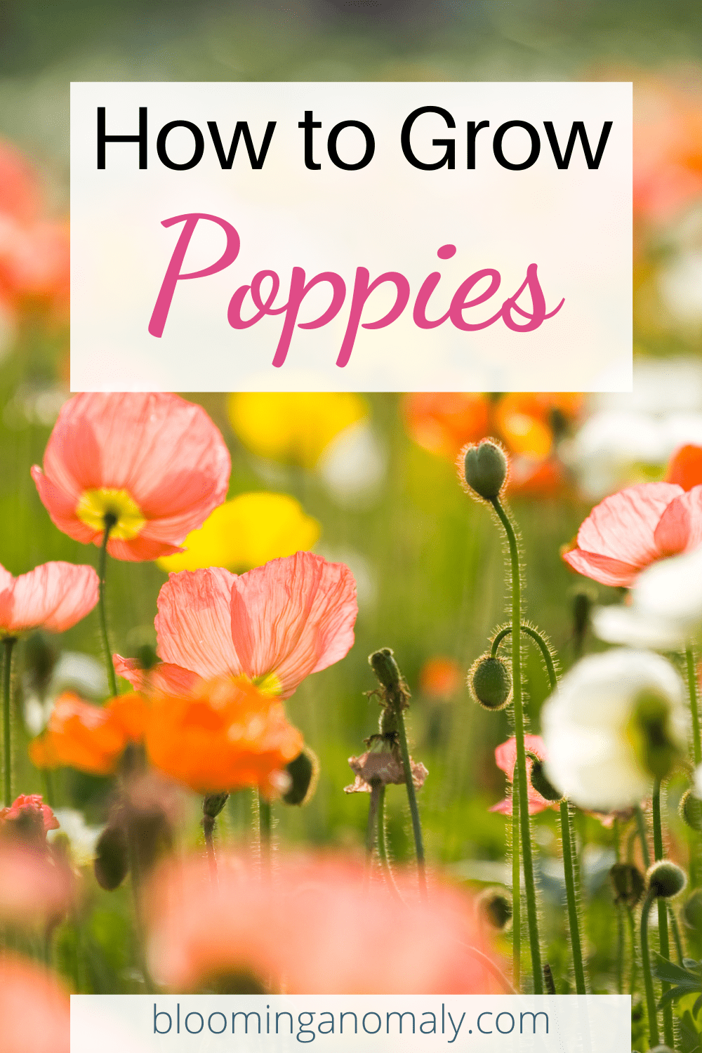 How to Grow Poppies Easily Blooming Anomaly