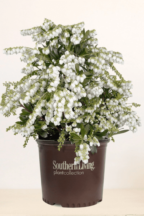 mountain snow pieris