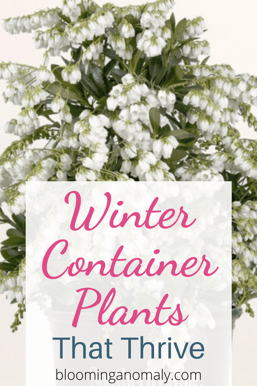 Winter Container Plants That Thrive Blooming Anomaly