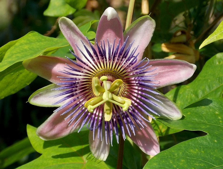 How to Grow the Passion Flower Vine Blooming Anomaly
