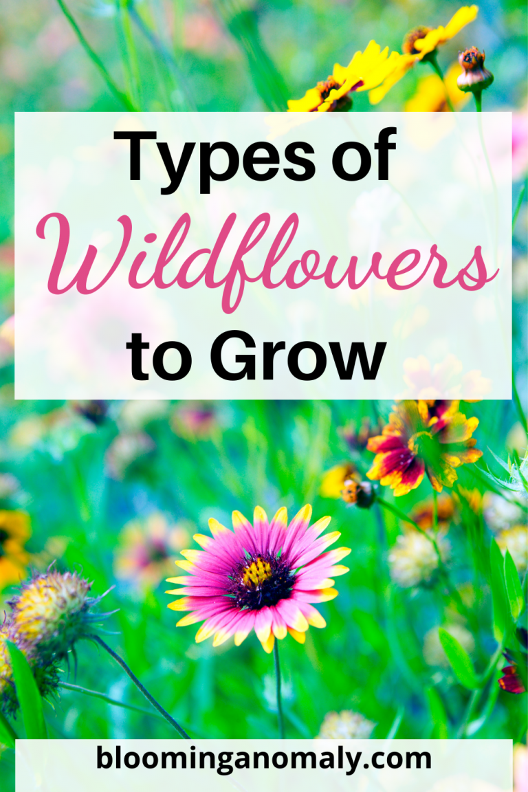 Types of Wildflowers to Grow Blooming Anomaly