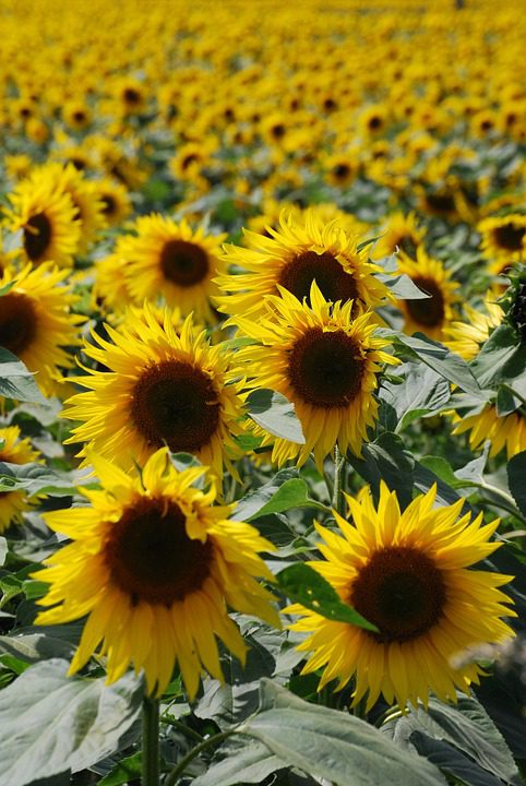 yellow-sunflowers