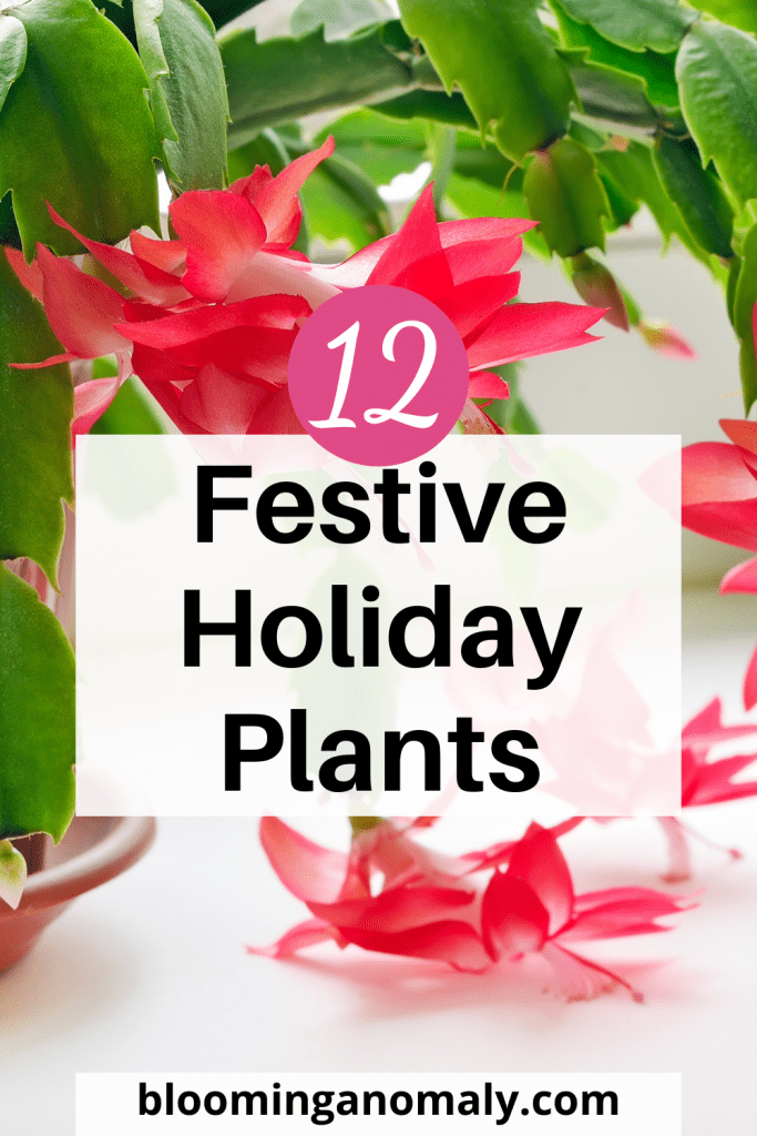 holiday-plants