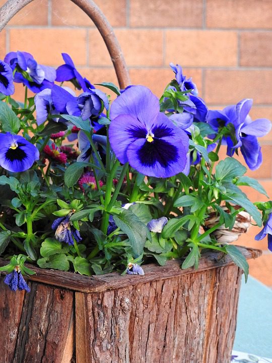 purple pansies