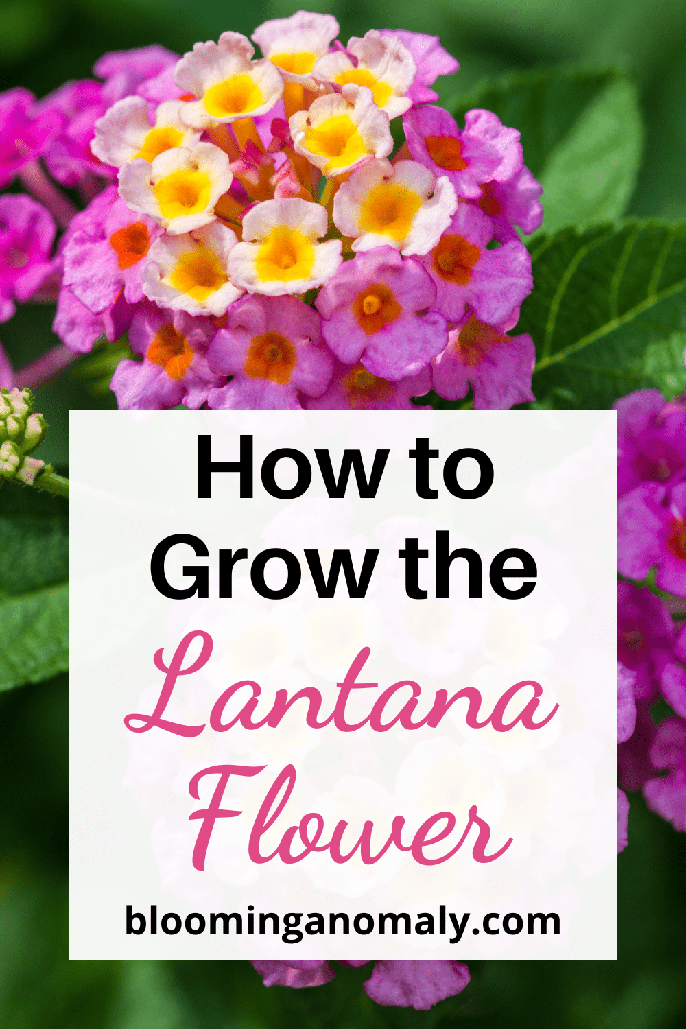 How to Grow the Lovely Lantana Flower Blooming Anomaly