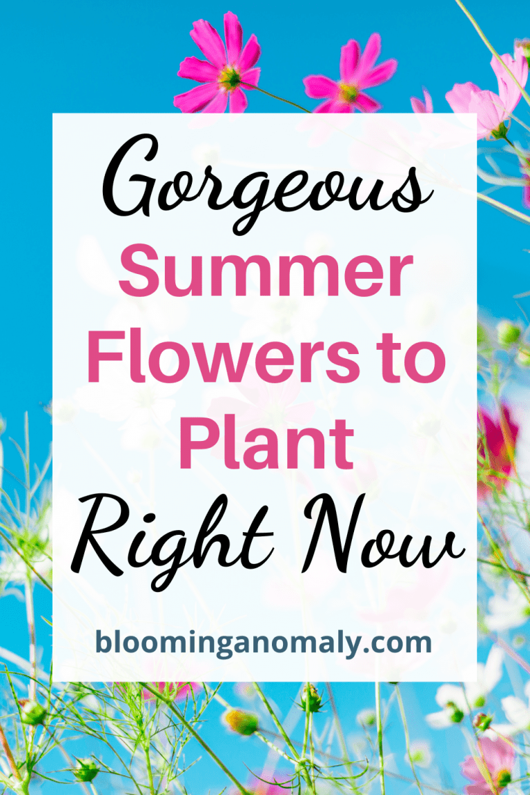 Summer Flowers to Plant Right Now Blooming Anomaly