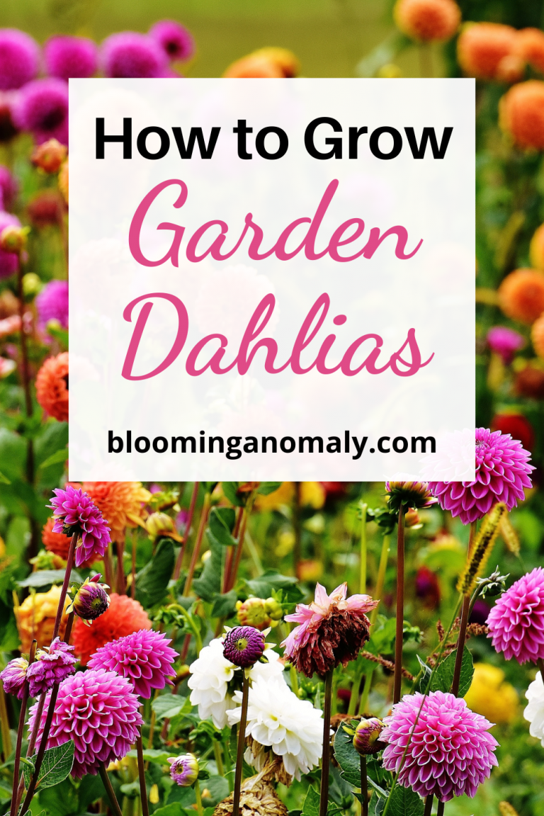 How to Grow Garden Dahlias Blooming Anomaly
