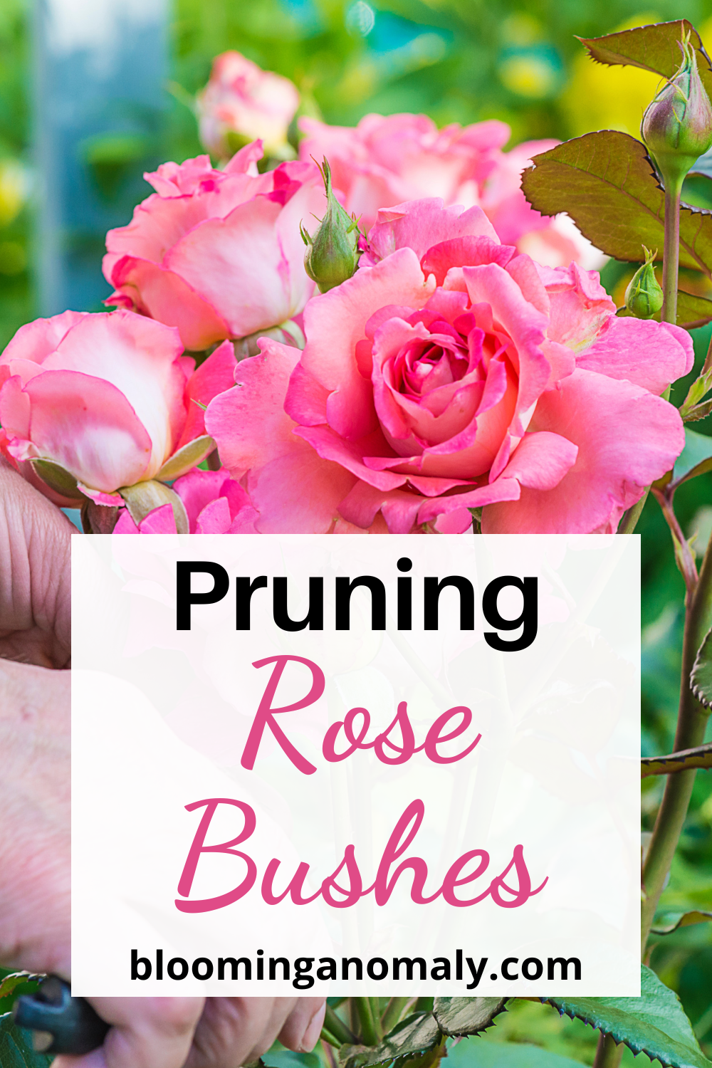 Pruning Rose Bushes the Right Way Blooming Anomaly
