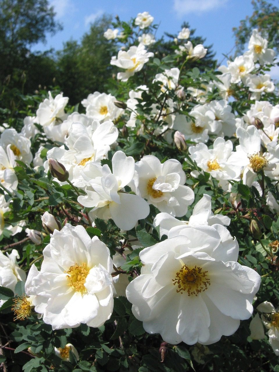 10 Popular White Rose Bush Varieties Blooming Anomaly