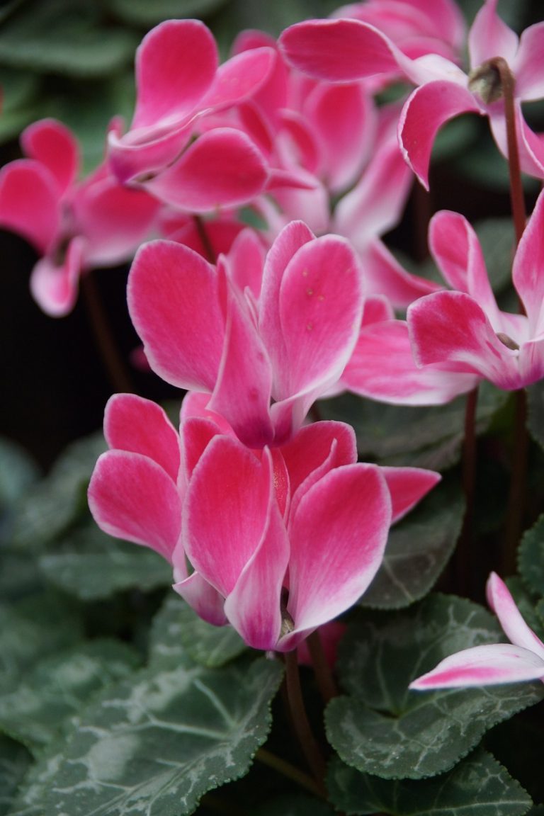 10 Winter Flowering Plants to Grow in California Blooming Anomaly