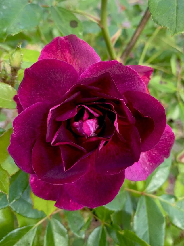 10 Most Popular Types of Iceberg Roses Blooming Anomaly