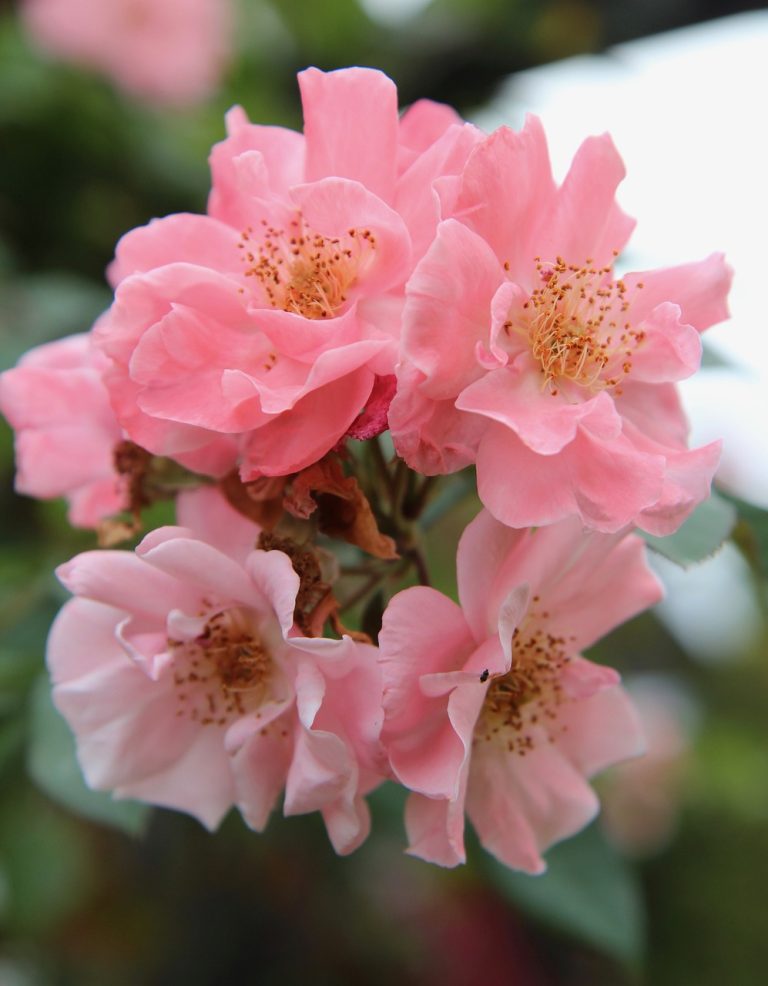 The Ultimate Guide to Growing Hardy Roses Blooming Anomaly