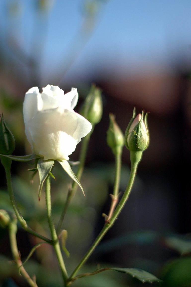The Ultimate Guide to Growing Hardy Roses Blooming Anomaly