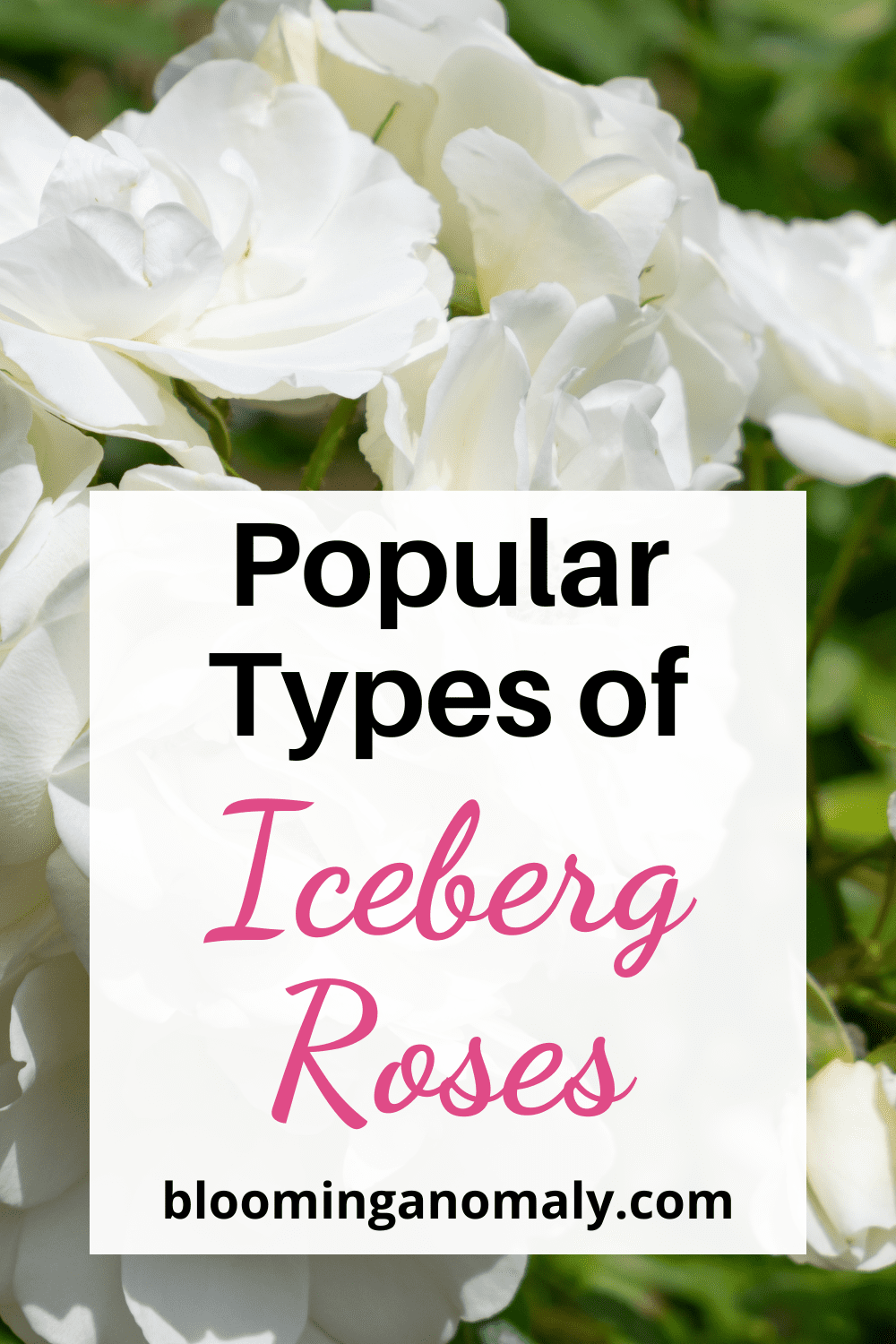 10 Most Popular Types of Iceberg Roses Blooming Anomaly