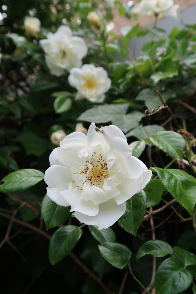 white-roses-bush